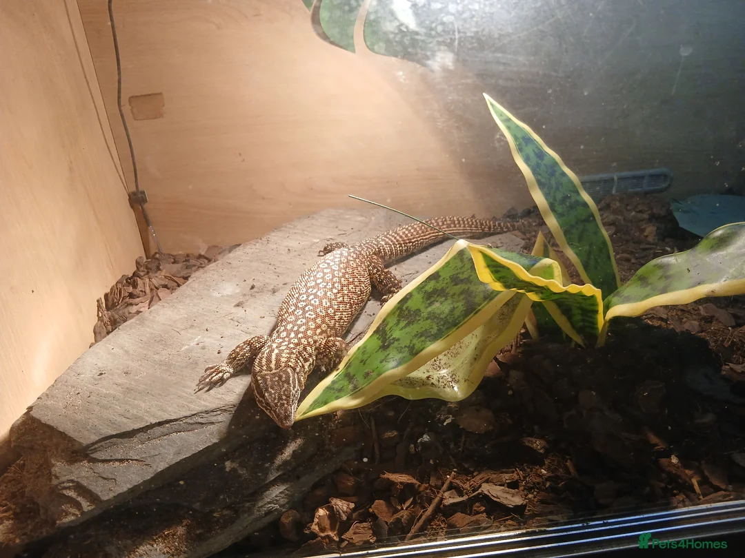 Lizard reptiles for sale: Multiple lizards !!PLEASE READ DESCRIPTION!!!  - Advert 2
