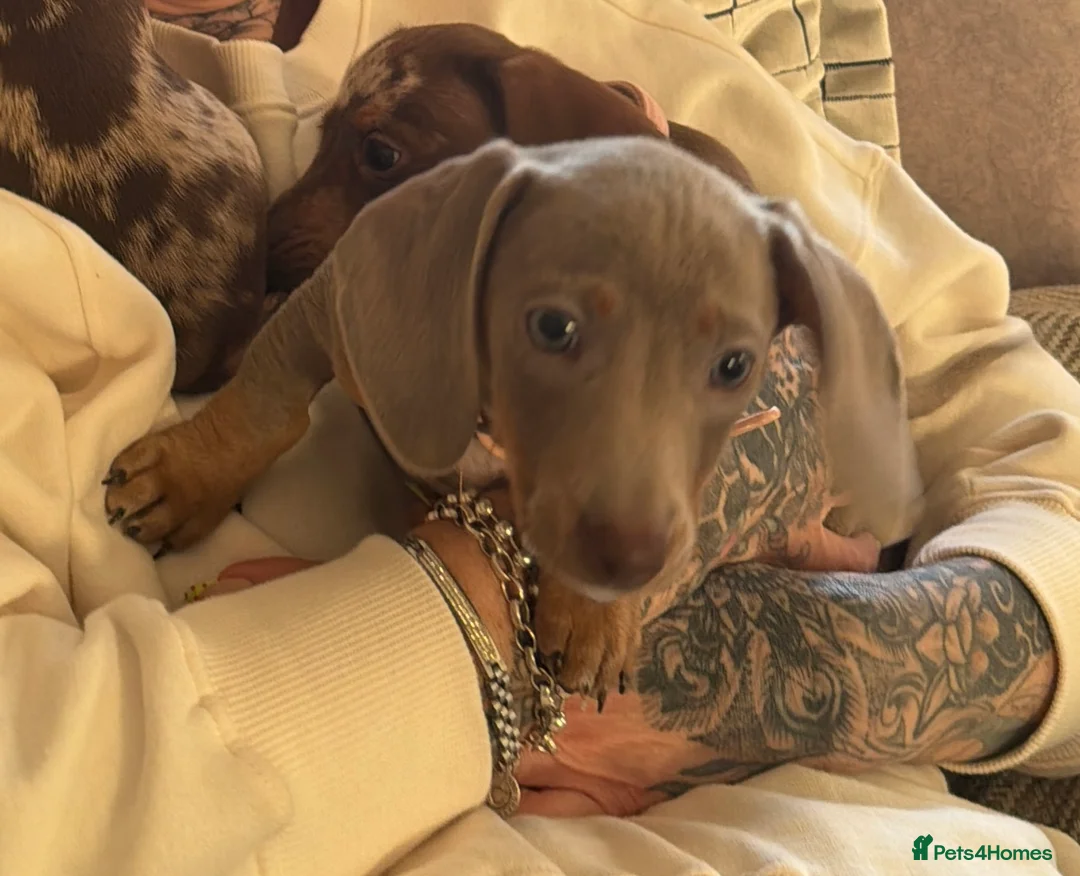 Miniature Dachshund dogs for sale: Isabella miniature dachshund  - Advert 2