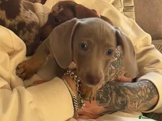 Miniature Dachshund dogs Female Isabella miniature dachshund - Advert 10