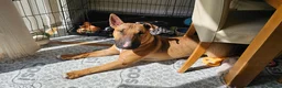 English Bull Terrier dogs for sale: Red and White EBT.  - Advert 2