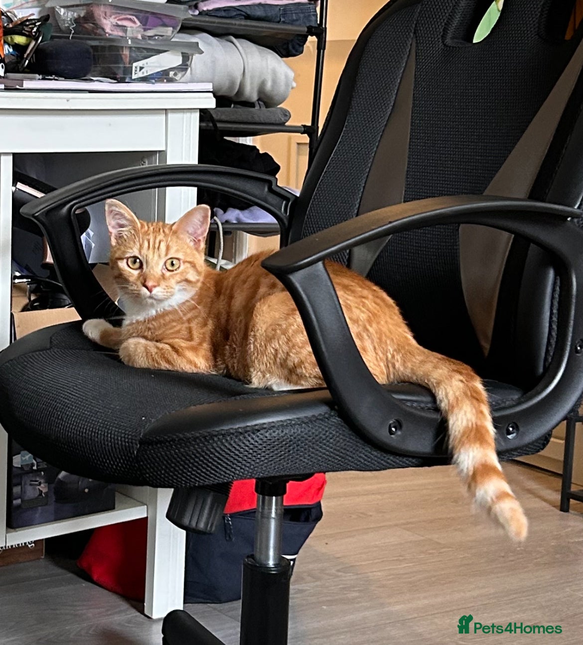 Mixed Breed cats Garfield - mixed Maine coon - Advert 5