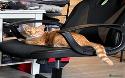 Maine Coon cats for sale: Garfield - mixed Maine coon - Image 1