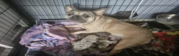 Mixed Breed dogs for sale: LAST PUP - Advert 2