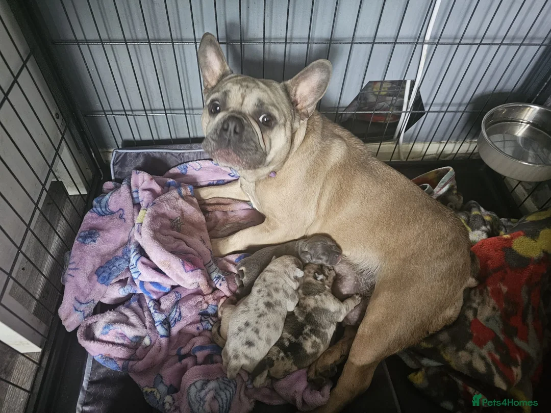 Mixed Breed dogs for sale: LAST PUP - Advert 2