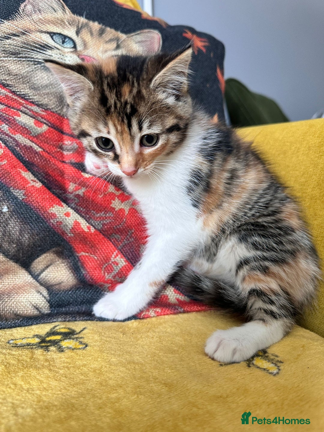Mixed Breed cats for sale: Kittens for sale - Image 7