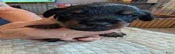 Mixed Breed dogs for sale: MERLE DORKIE - Advert 13