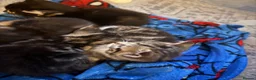 Mixed Breed cats for sale: 4 kittens for sale  - Advert 3