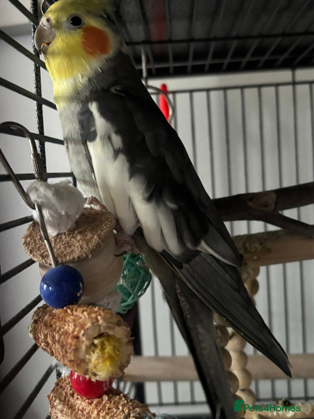 Cockatiels birds for sale: X2 Cockatiels Male & Female  - Advert 3