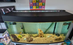 Angelfish fish for sale: Fish & tank - Image 3