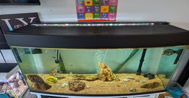 Angelfish fish - Advert 14