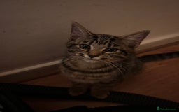 Mixed Breed cats for sale: Cute and playful kitties  - Image 15