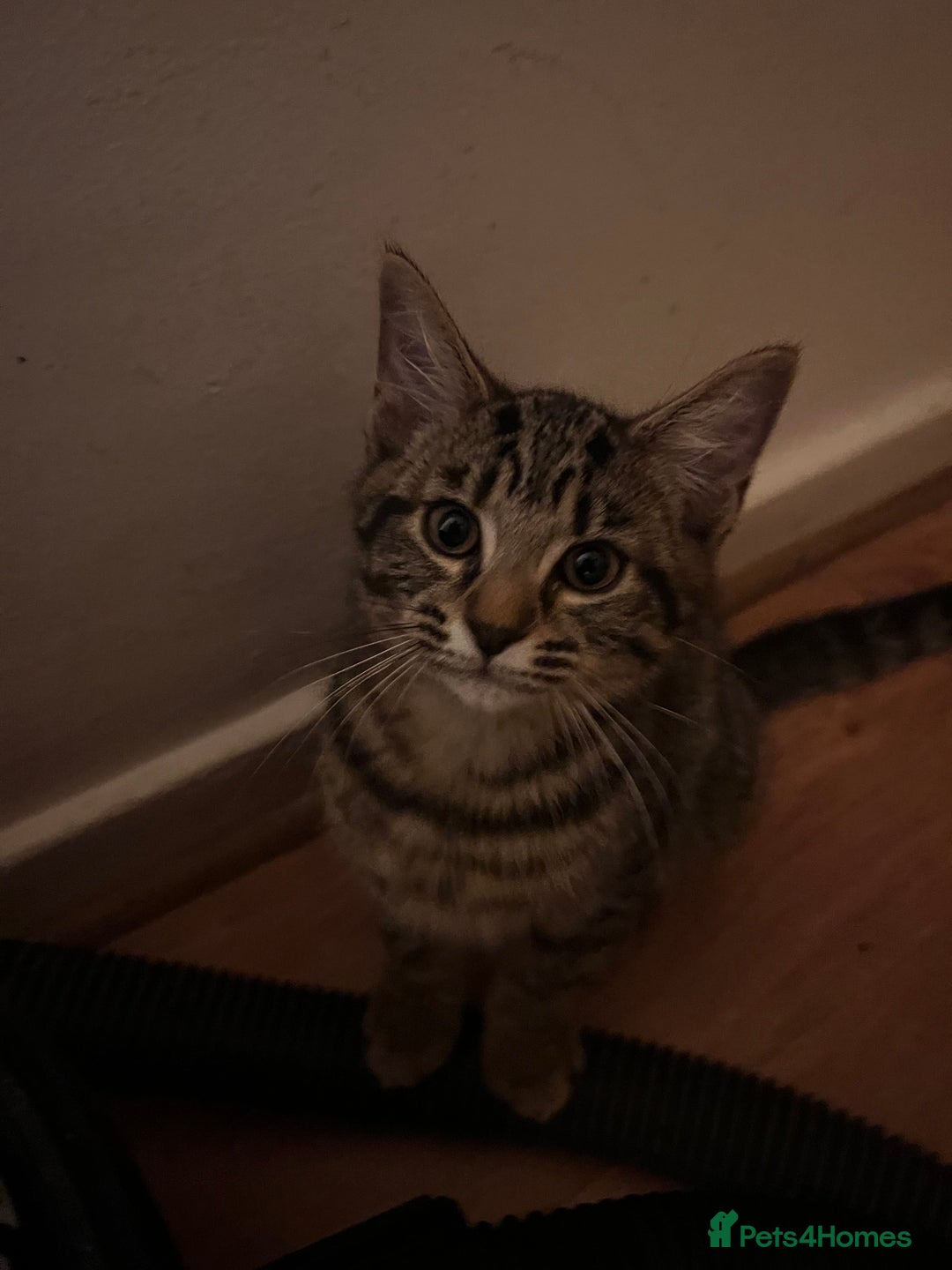 Mixed Breed cats for sale: Cute and playful kitties  - Image 15