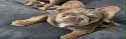 French Bulldog dogs for stud: Bronson Fluffy FrenchBulldog  - Advert 5