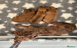 Miniature Dachshund dogs for sale: 3 stunning miniature daxies ❤️ - Image 12