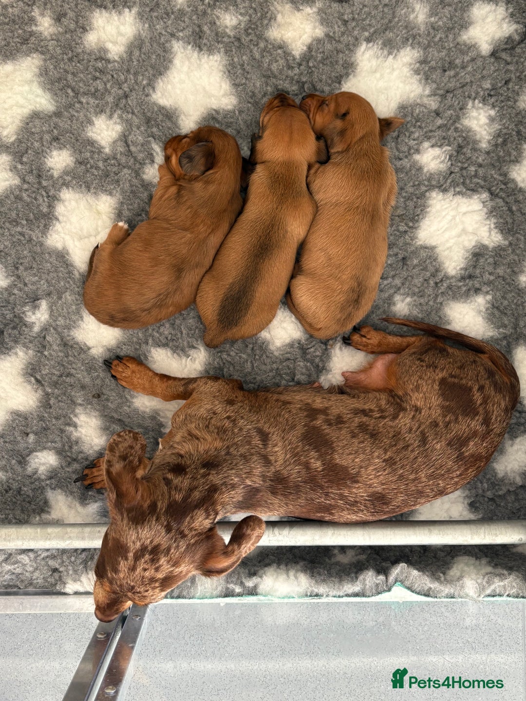 Miniature Dachshund dogs for sale: 3 stunning miniature daxies ❤️ - Image 12
