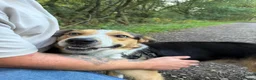 Border Collie dogs for sale: Perfect Family Dog in Widnes - Advert 3