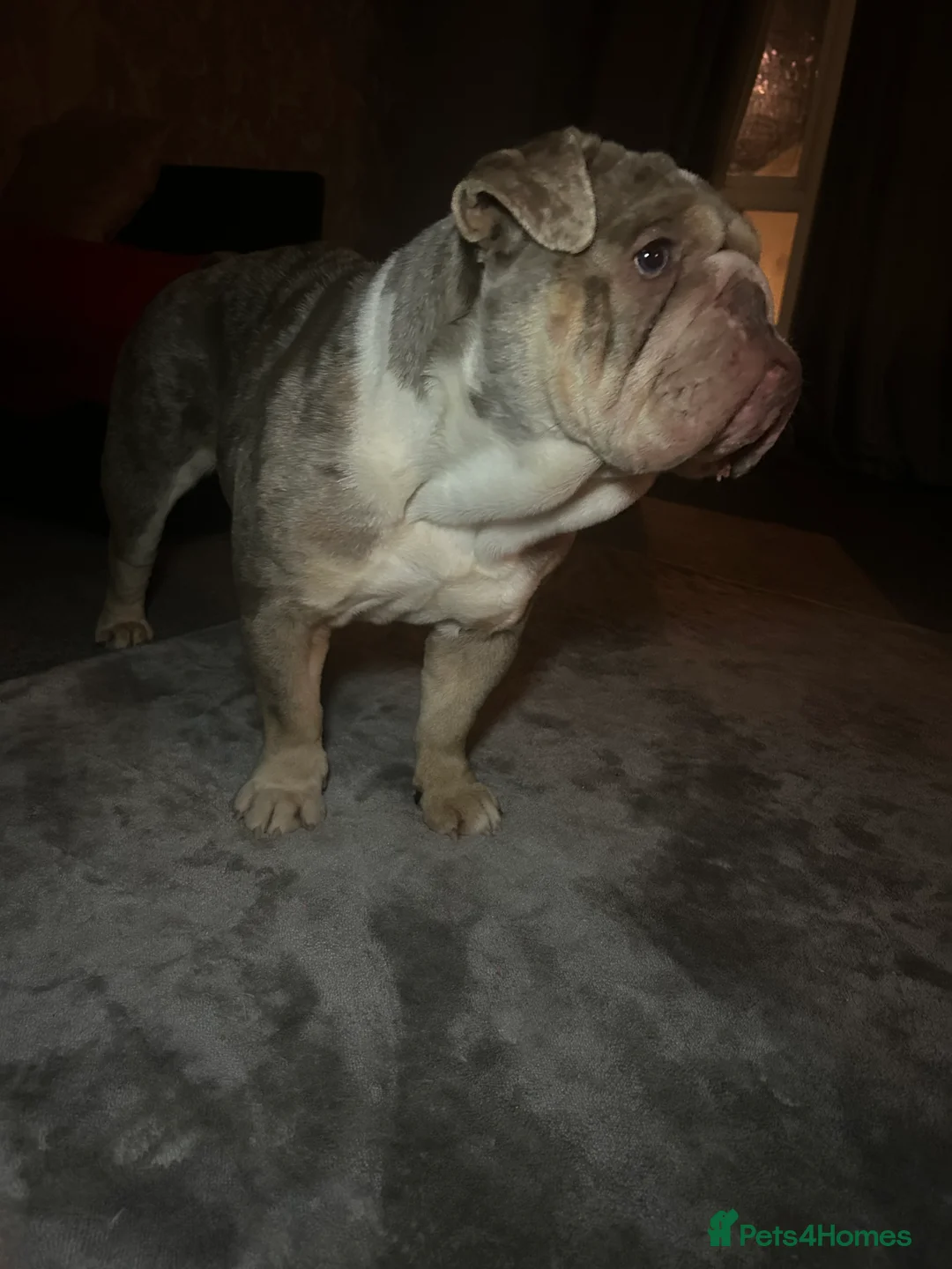 English Bulldog dogs for sale: I have a miniature merle bull dog 3 years old  - Advert 3