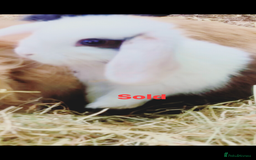 Mini Lion Lop rabbits for sale: Unique Bunnies  - Image 7