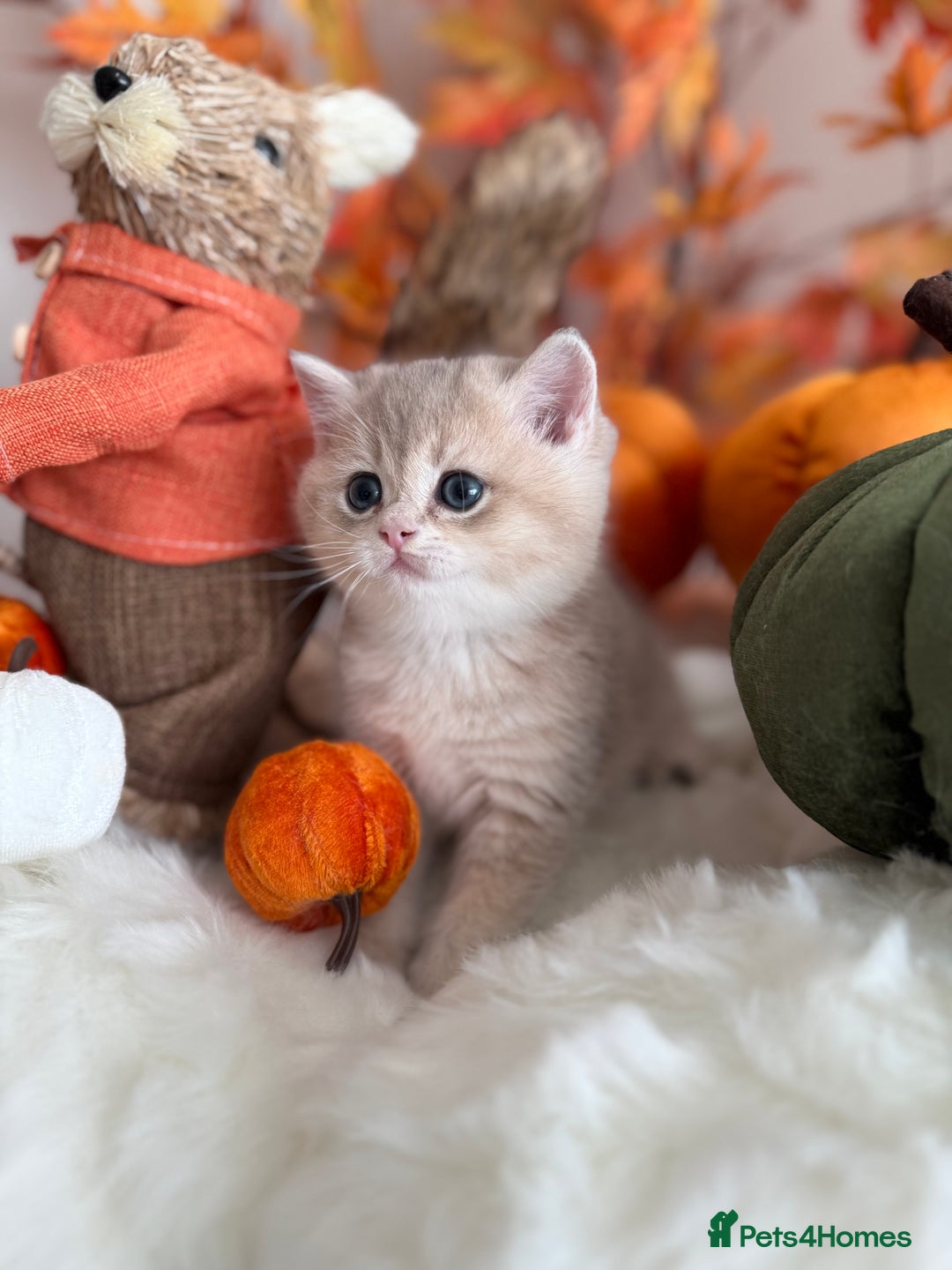British Shorthair cats for sale: Blue Golden British Shorthair - Image 15