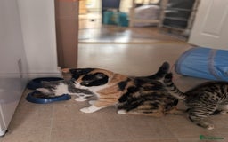 Mixed Breed cats for sale: Beautiful kittens - Image 10