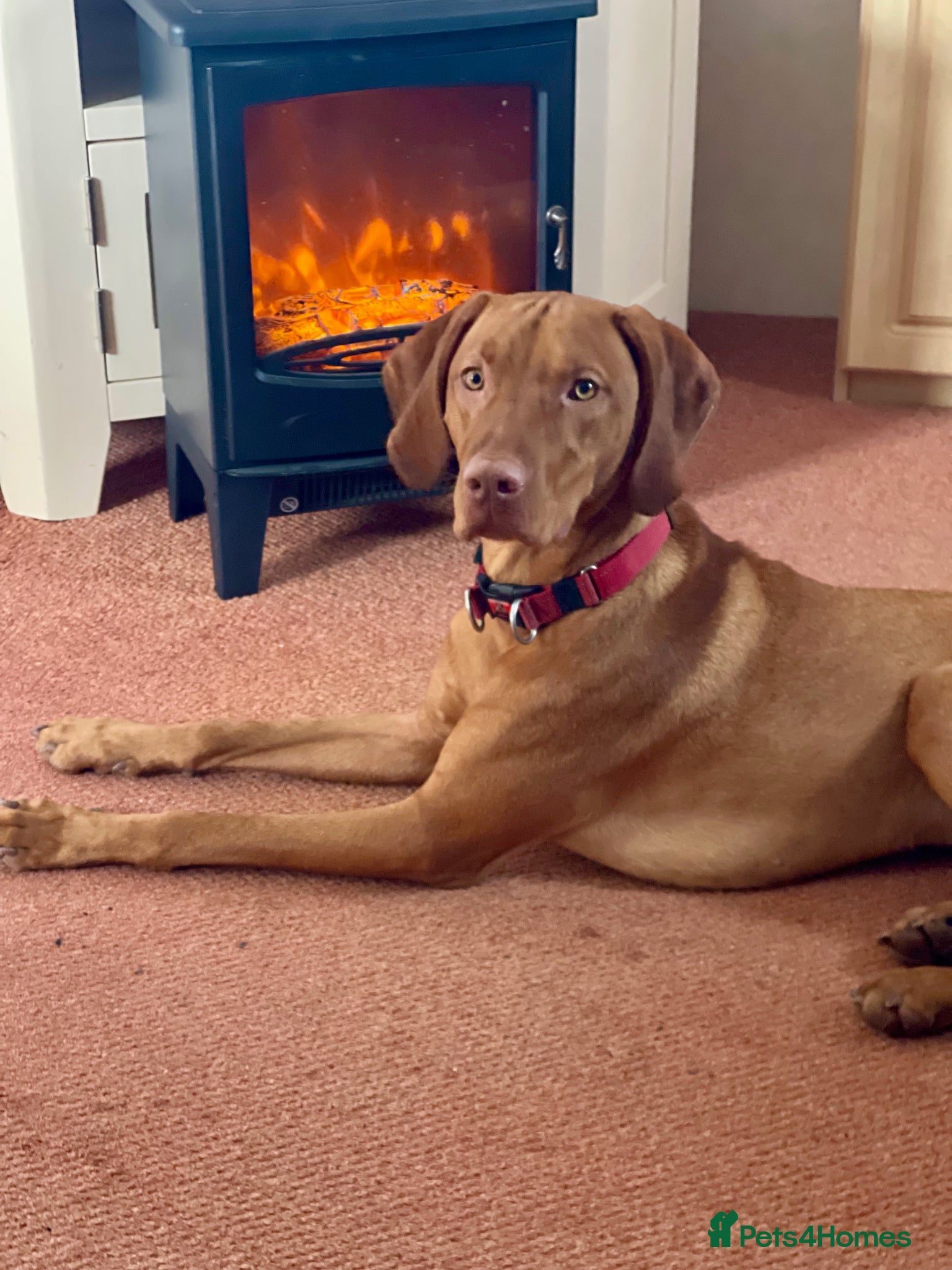 Hungarian Vizsla dogs Hungarian Vizsla boy - Advert 10