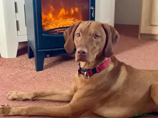 Hungarian Vizsla dogs Hungarian Vizsla boy - Advert 8