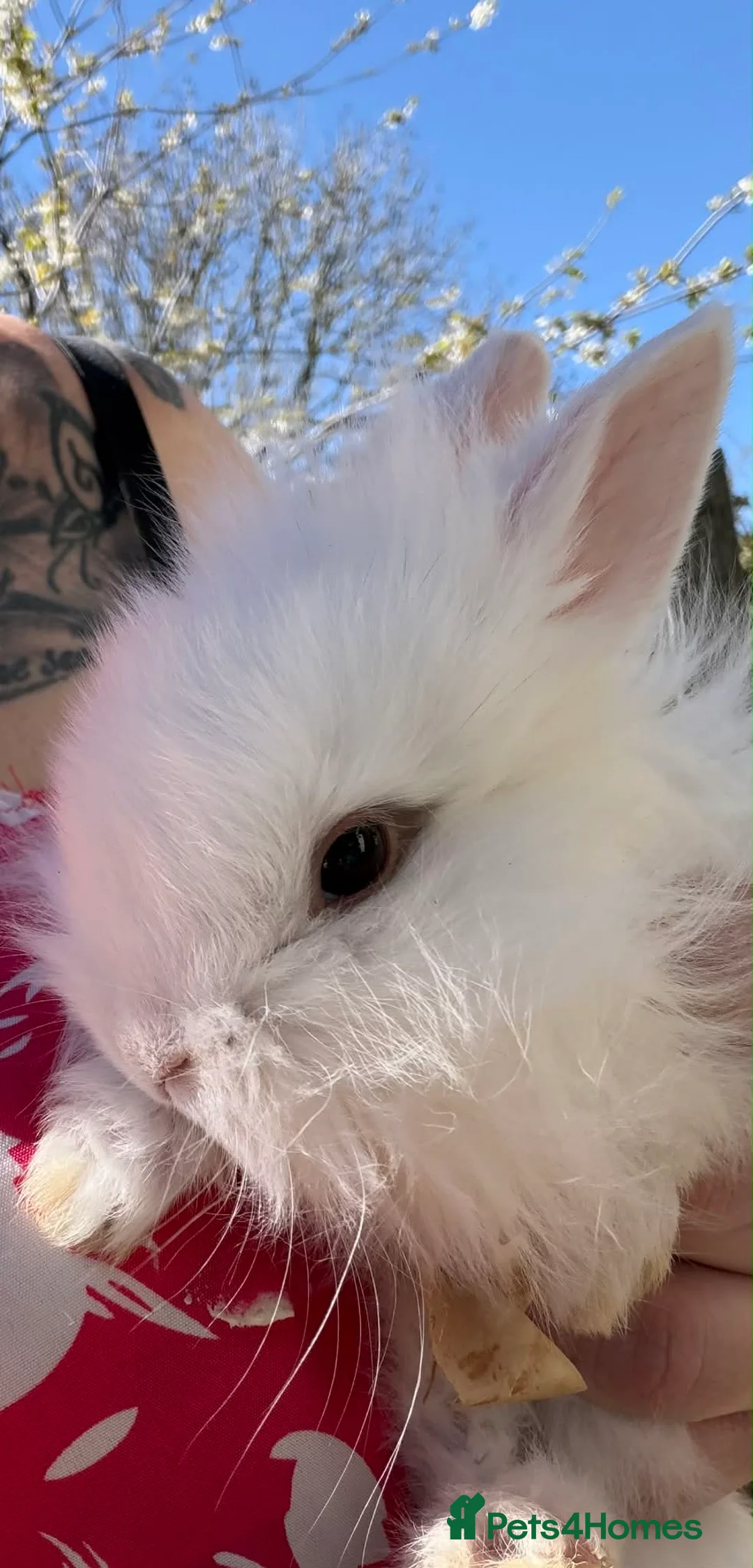 Mixed Breed rabbits for sale: 2 beautiful plush lops x neverland dwarfs  in Saltburn-by-the-Sea - Advert 15