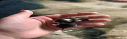 Mouse rodents for sale: Female mice  - Advert 3