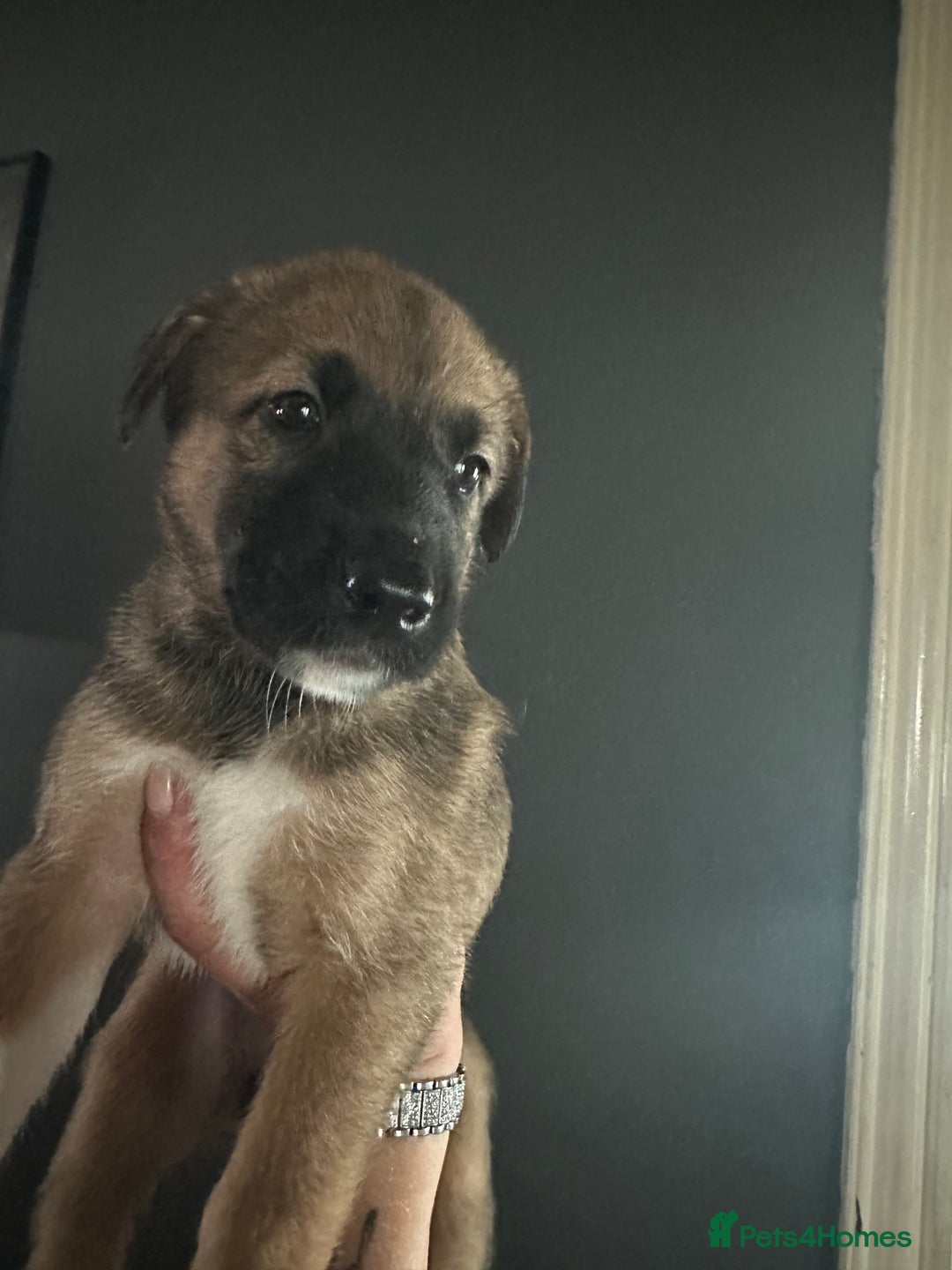 Mixed Breed dogs for sale: PLEASE READ!!! Doberman x American Akita puppies  - Image 7