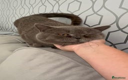 British Shorthair cats for sale: Male British short hair - Image 16