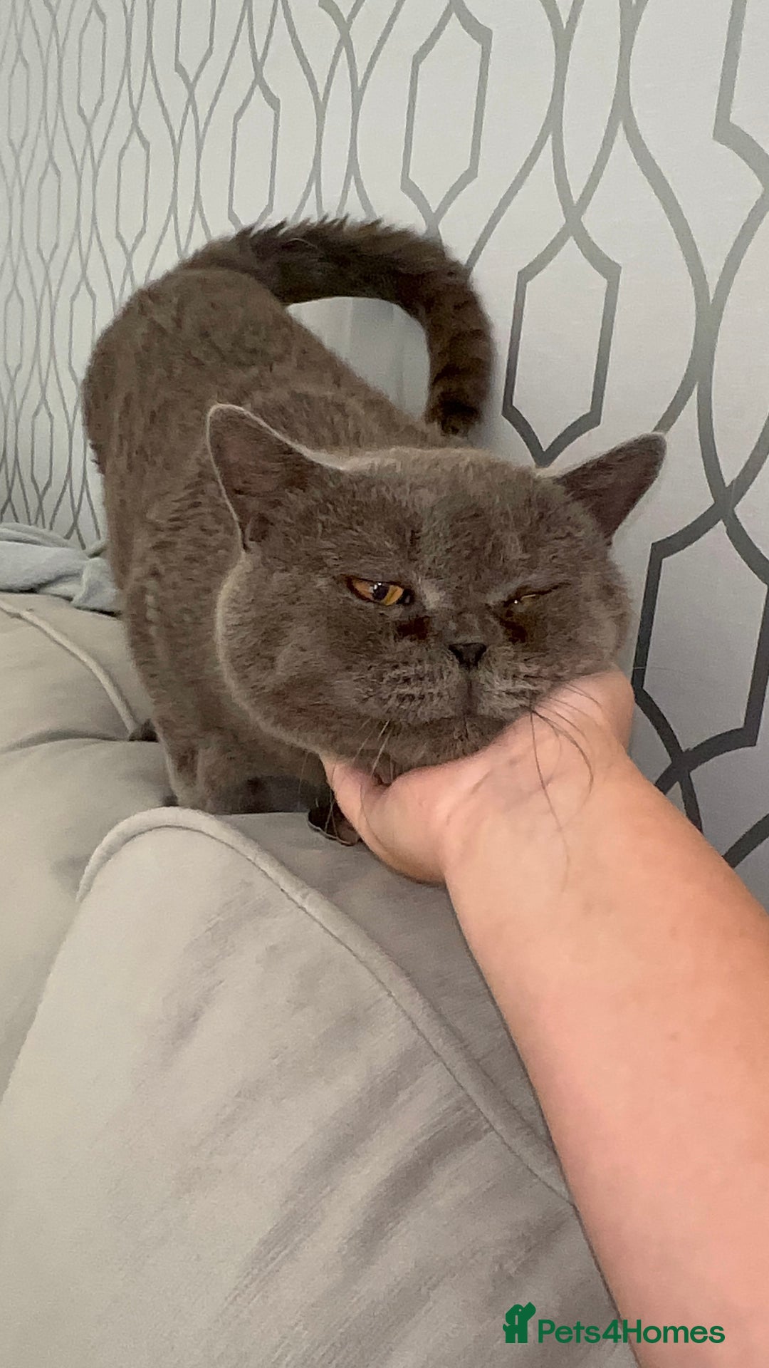 British Shorthair cats for sale: Male British short hair - Image 16