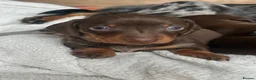 Miniature Dachshund dogs for sale: KC Registered miniature dachshund puppies  - Advert 20