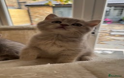 Scottish Fold cats for sale: Pedigree Scottish fold and straight kittens - Image 19