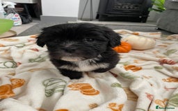 Mixed Breed dogs for sale: Maltese cross La Chon puppies  - Image 9