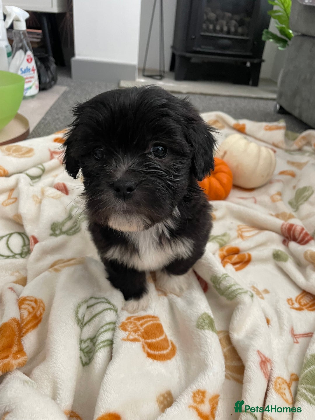 Mixed Breed dogs for sale: Maltese cross La Chon puppies  - Image 9