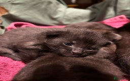 Domestic Shorthair cats for sale: Kittens for sale  - Image 2