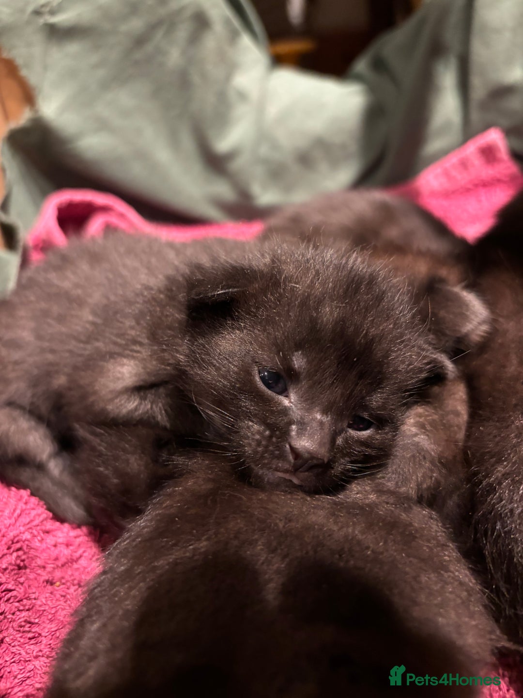 Domestic Shorthair cats for sale: Kittens for sale  - Image 2