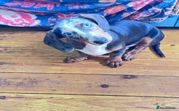 Dachshund dogs for sale: Stunning Dachsund Puppy - Image 4