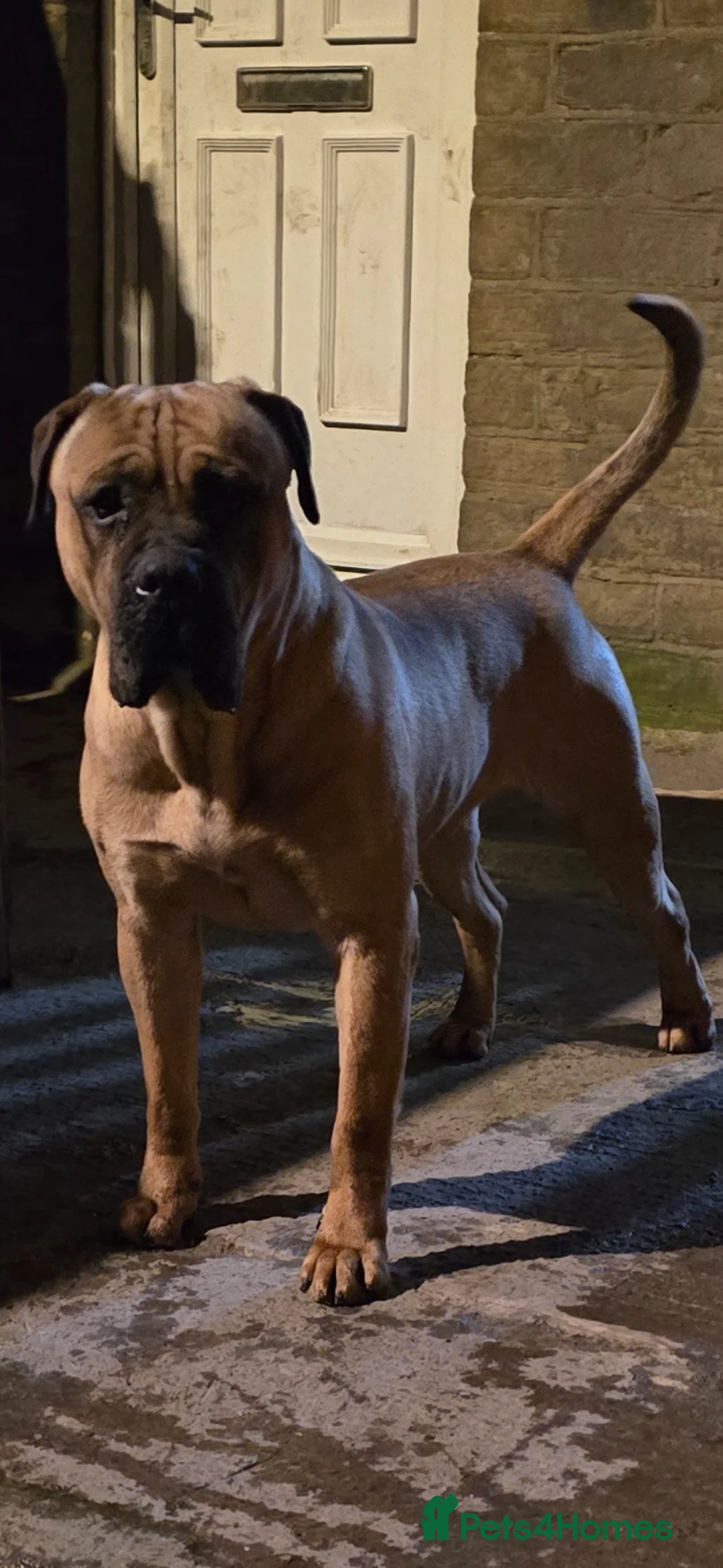 Cane Corso dogs for stud: 2 year old Cane corso - Advert 2