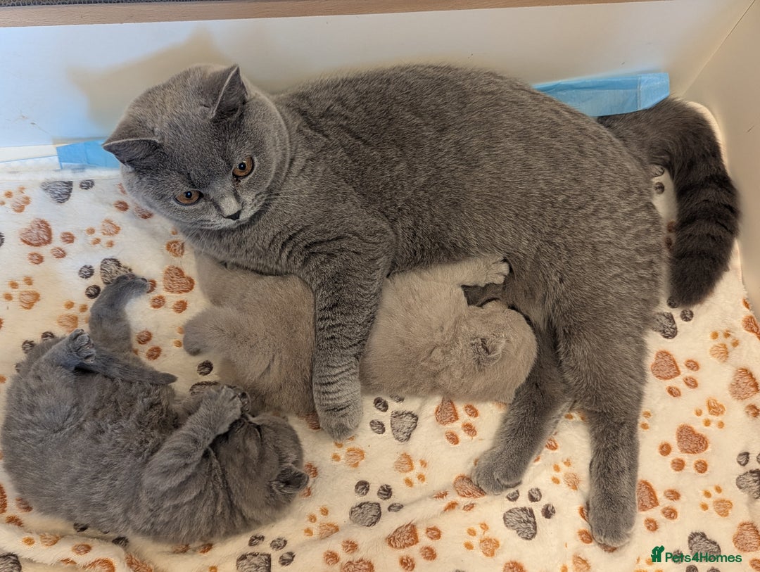 British Shorthair cats for sale: Beautiful GCCF Chunky British Shorthair Kittens!  - Image 7