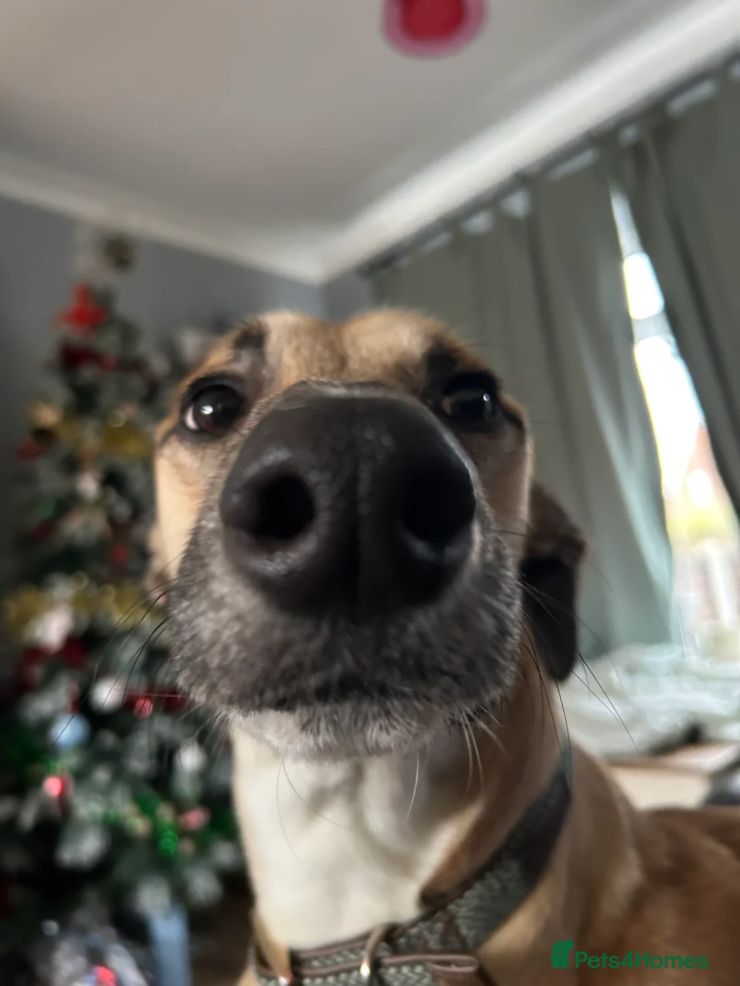 Greyhound dogs for sale: One Year Old Greyhound - Advert 5