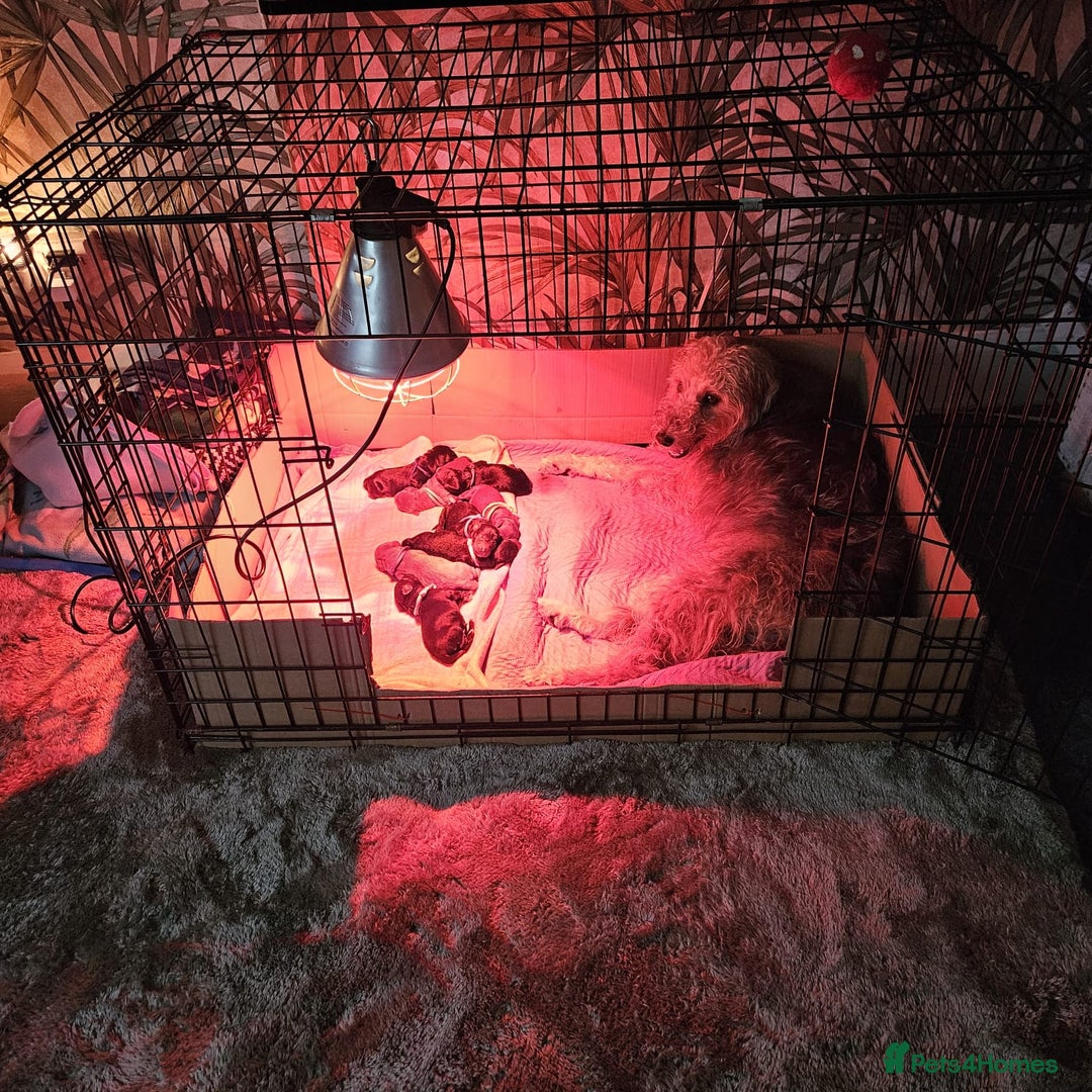 Bedlington Terrier dogs for sale: Bedlington whippet  - Advert 38