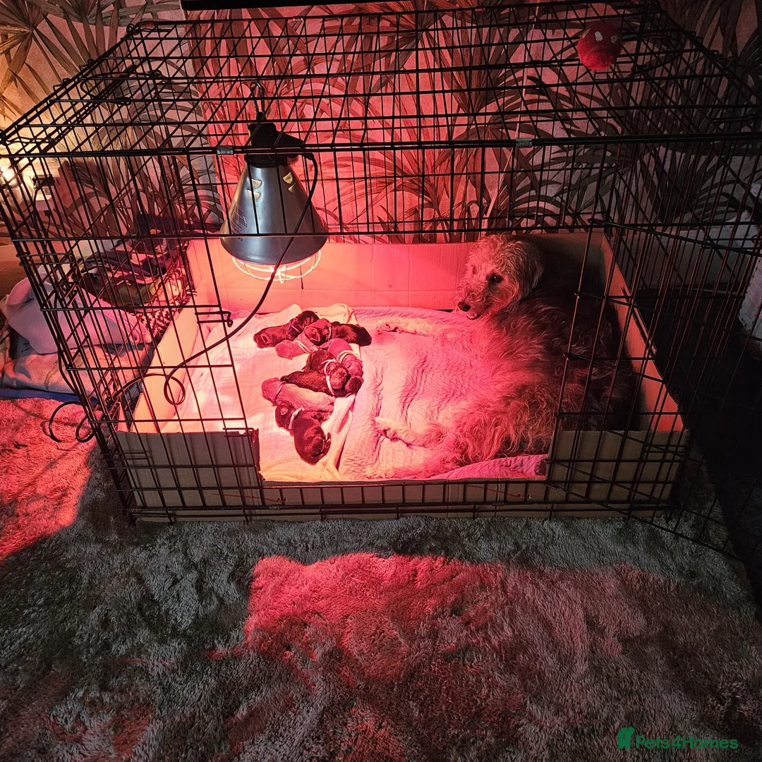 Bedlington Terrier dogs for sale: Bedlington whippet  - Advert 38