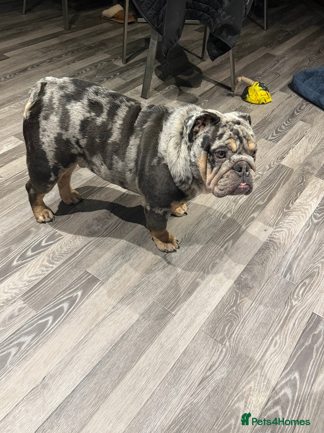 English Bulldog dogs for sale: 10 month old male merle english bulldog for sale  - Advert 10