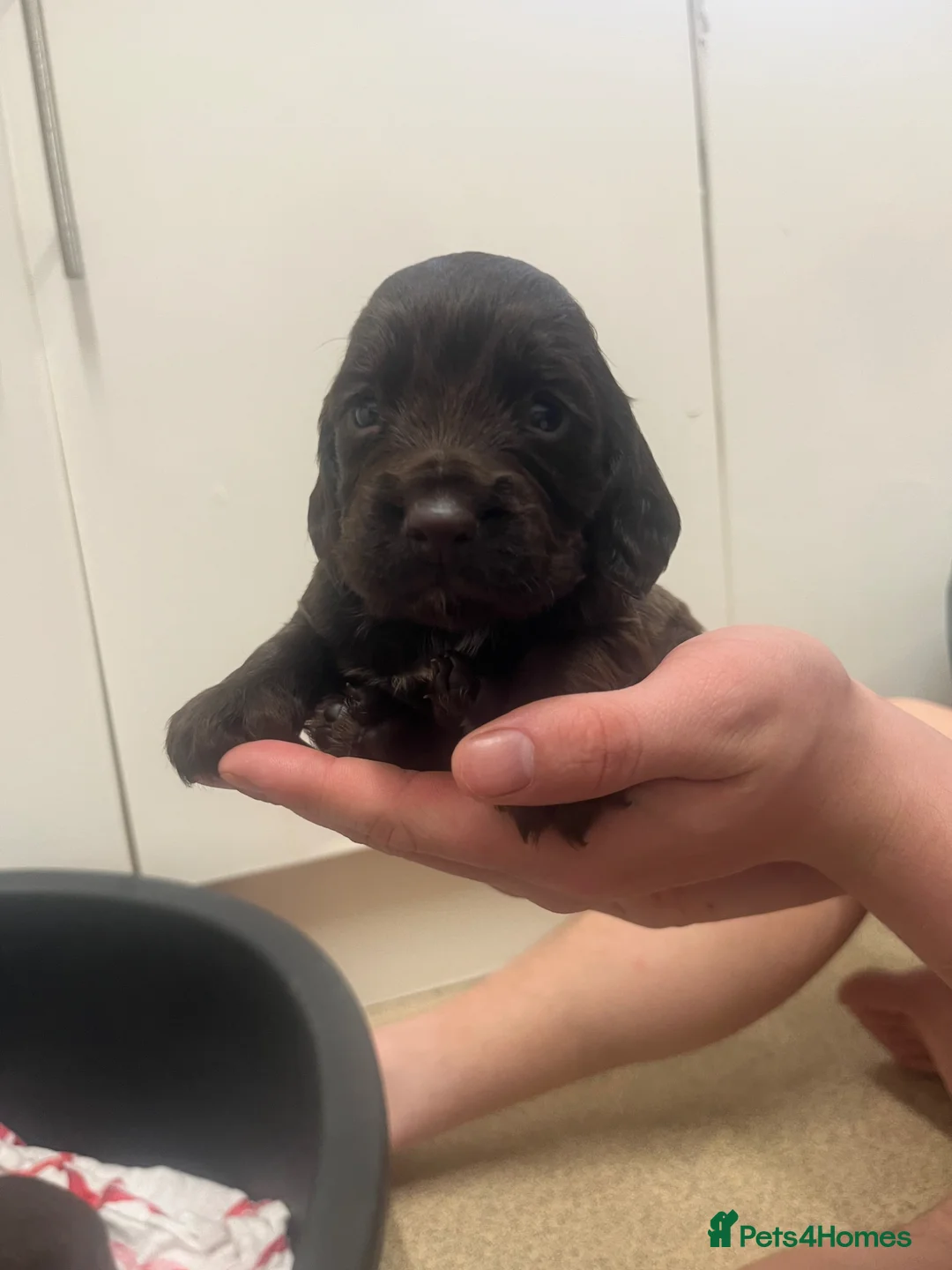 Cocker Spaniel dogs for sale: Kc registered  cocker spaniels - Advert 2