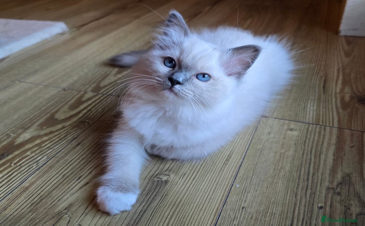 Ragdoll cats in Billericay - Advert 9
