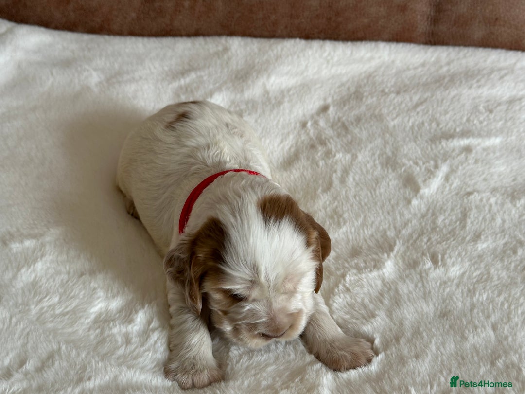 Cocker Spaniel dogs for sale: Extensively Health Tested KC Reg Puppies  - Image 8
