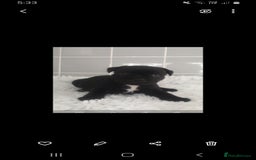 Staffordshire Bull Terrier dogs for sale: Genesis planned mating  - Image 8