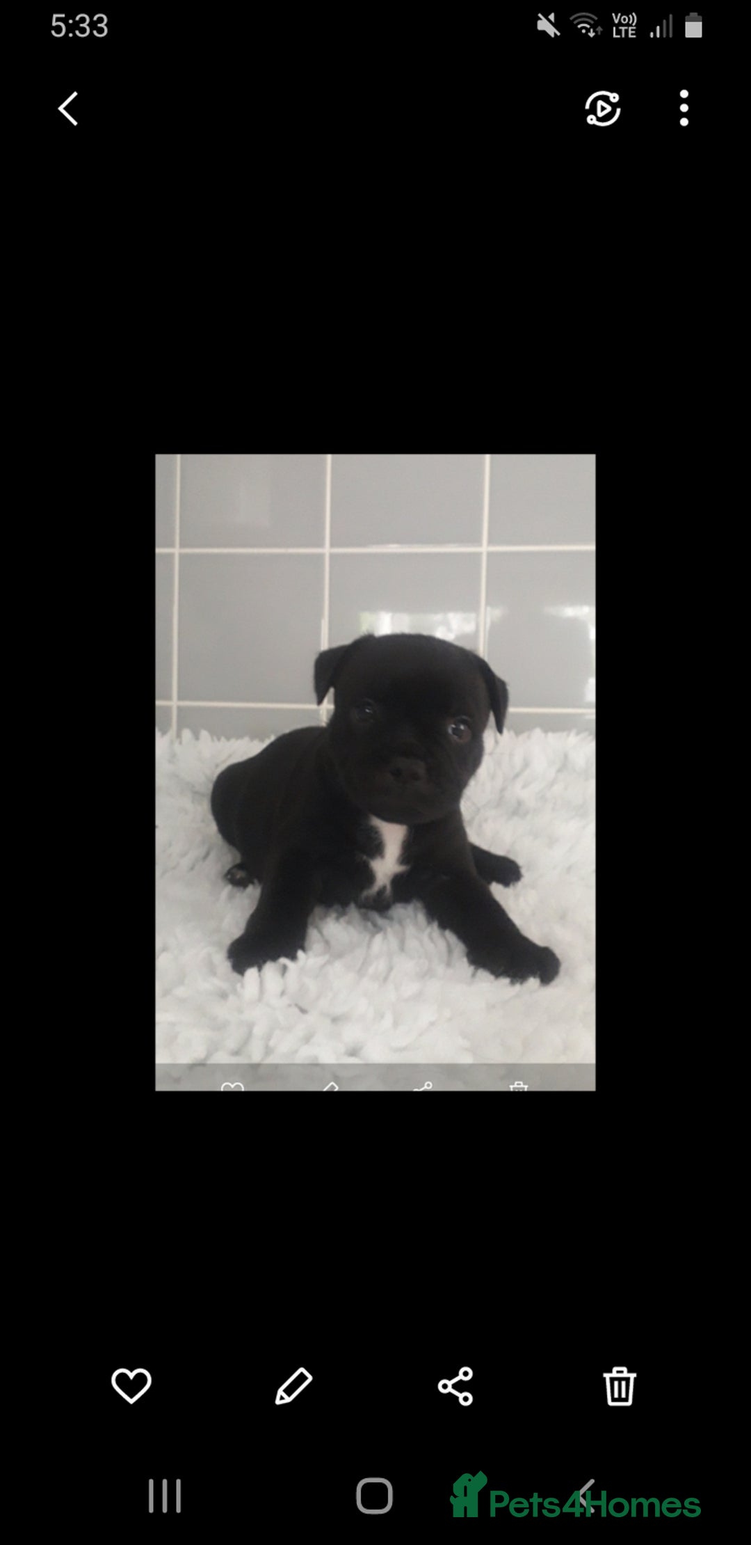 Staffordshire Bull Terrier dogs for sale: Genesis planned mating  - Image 8