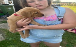 Labrador Retriever dogs for sale: Yellow and fox red Labrador pups - Image 3